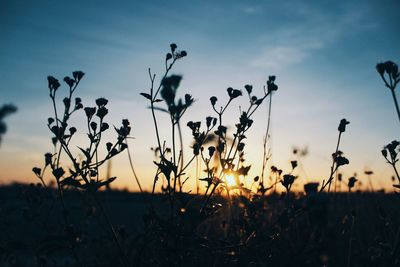 Plant growing on field at sunset