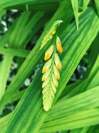 Close-up of yellow flowering plant