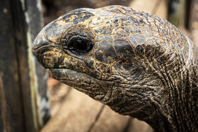 Close-up of turtle