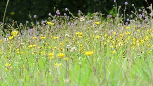 Close-up of yellow flowering plants on field