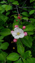 Close-up of flowers