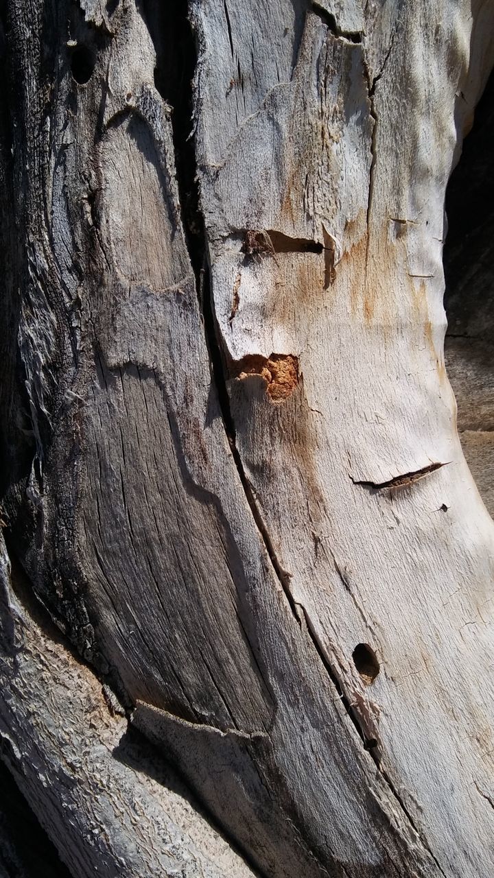 FULL FRAME SHOT OF TREE BARK