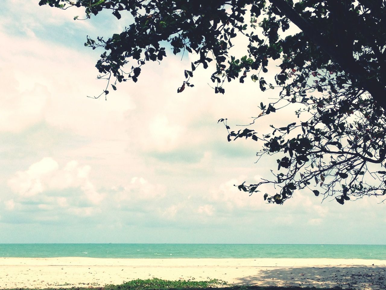 horizon over water, sea, sky, tranquility, tranquil scene, scenics, tree, beauty in nature, water, nature, cloud - sky, branch, cloud, idyllic, cloudy, beach, growth, outdoors, no people, tree trunk