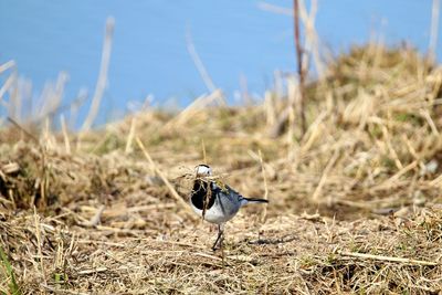 Bird perching on a field