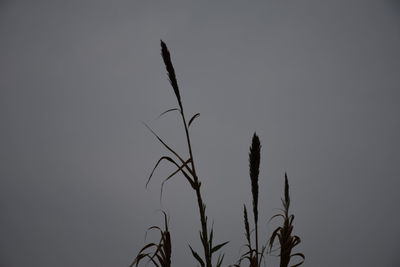 Low angle view of plant against clear sky