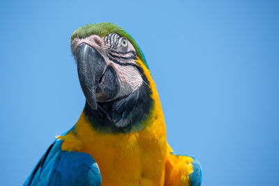 Close-up of a bird against blue sky