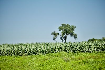 Plants growing on field against clear sky