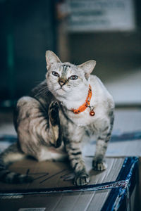 Close-up portrait of tabby cat