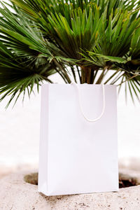 Close-up of potted plant against trees