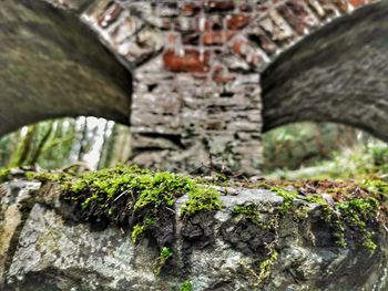 Close-up of moss growing on wall