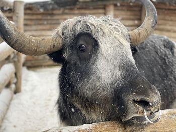 Close-up of a bull