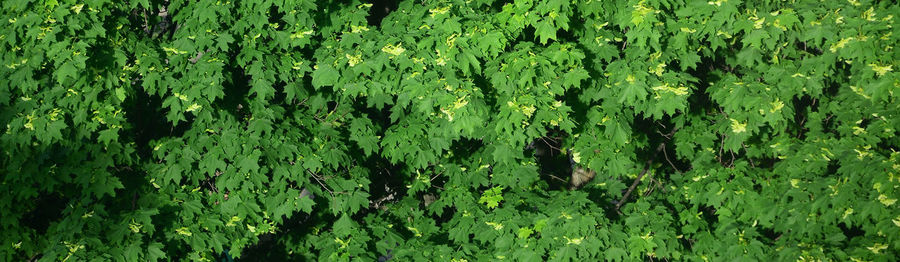 Full frame shot of plants growing on land