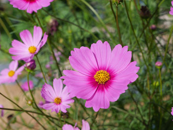 Close-up of pink cosmos flowers