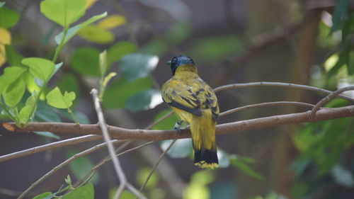 Bird perching on a branch