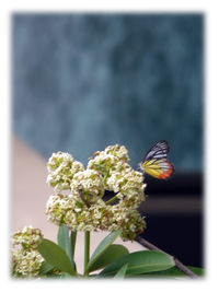 Close-up of butterfly pollinating on flower