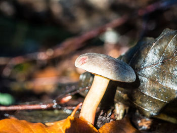 Close-up of mushroom growing outdoors