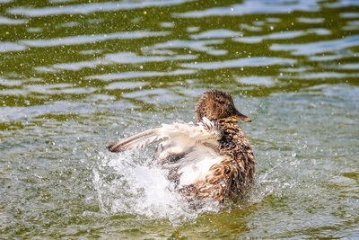 View of duck swimming in lake