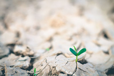 Close-up of small plant growing on land