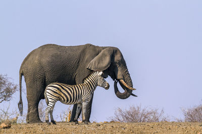 View of elephant on field against sky