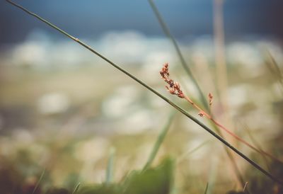 Close-up of flower against blurred background