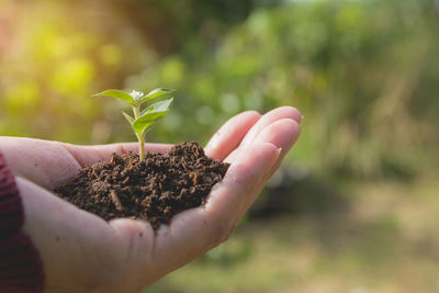 Close-up of hand holding sapling