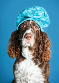 Portrait of dog against blue background
