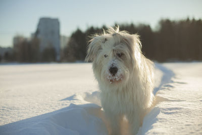 Close-up of dog