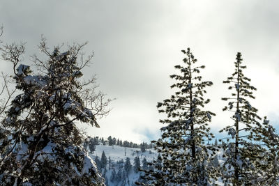 Low angle view of trees against sky during winter