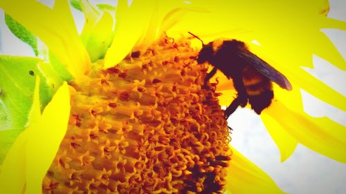 Close-up of bee pollinating on sunflower