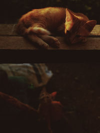 Cat sleeping on wood