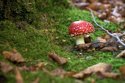 Close-up of fly agaric mushroom on grass