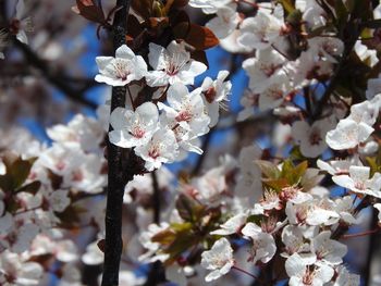 Close-up of apple blossoms in spring