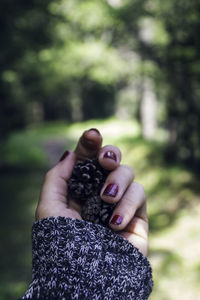 Cropped image of hand holding pine cones