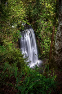 Waterfall in forest