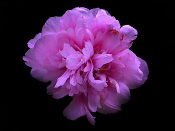 Close-up of flower over black background