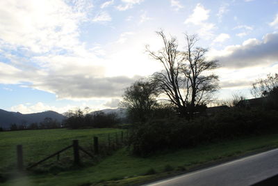 Trees on field against sky