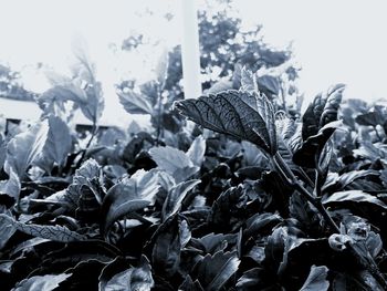 Close-up of snow covered leaves