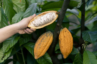 Selective focus the white pulp of the bright yellow cocoa in the hands of a large cocoa farmer 