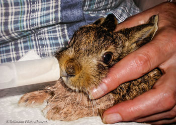 Close-up of hand holding rabbit