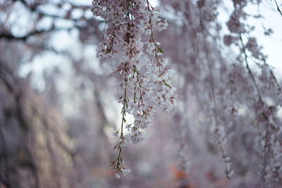 Close-up of fresh flower tree