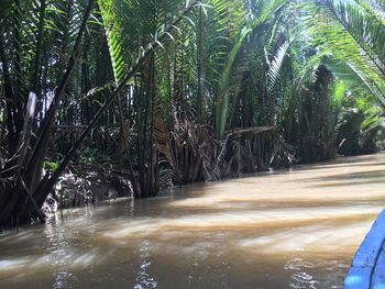 Scenic view of river amidst trees in forest