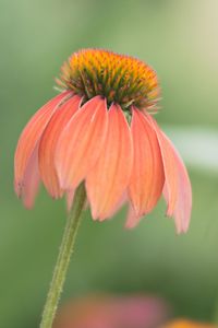 Close-up of orange flowering plant