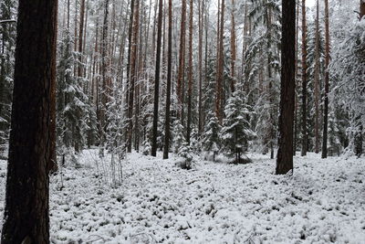 Trees in snow covered forest