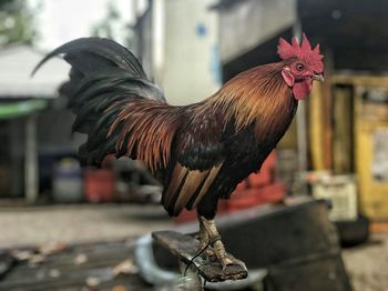 Beautiful male bantam