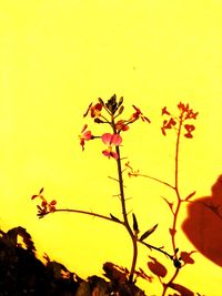 Close-up of yellow flower