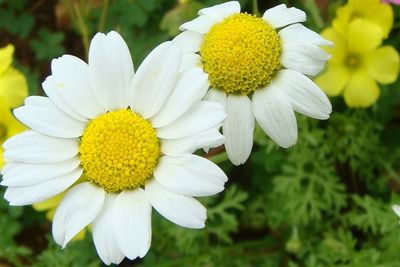 Close-up of white daisy flower