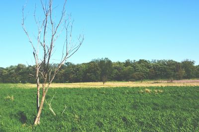Scenic view of grassy field against clear sky