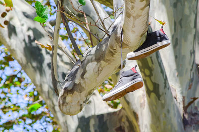 Low angle view of bird hanging on branch