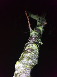 Close-up of tree trunk against black background