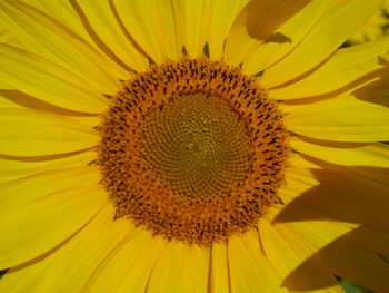 Close-up of sunflower